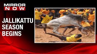 2019 Jallikattu event begins at Pudukkottai Tamil Nadu [upl. by Ahsienet336]