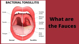 What are the Fauces [upl. by Sirdna]