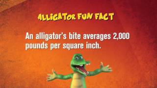 Everglades Holiday Park Alligator Fun Facts 2 [upl. by Bannerman]