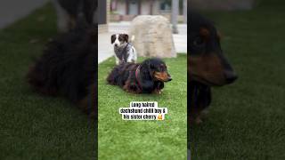 Long haired dachshund amp Smooth Haired 🥰🤣 dachshund miniaturedachshund dog shorts love fyp [upl. by Ertsevlis]