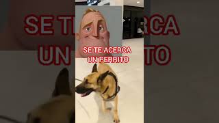 CUANDO SE TE ACERCA UN PERRITO aeropuertoenalerta [upl. by Marget383]