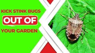 How To Get Rid Of Stink Bugs In Your Garden  Expert Solutions [upl. by Deys]