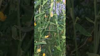 Crotalaria Juncea shorts youtubeshorts [upl. by Amory551]