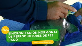 Sincronización hormonal de reproductores de pez paco TvAgro por Juan Gonzalo Angel Restrepo [upl. by Anesuza]