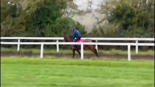 Dandy Man ex Saffian Filly on the gallops [upl. by Gridley722]