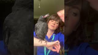 My dogs found an injured crow crow birds short [upl. by Negrom]