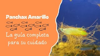 Panchax Amarillo La guía completa para su cuidado [upl. by Aikar]