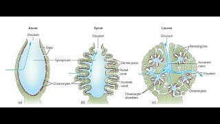 Canal System in Sponges  Ascon Sycon and Leucon [upl. by Zarla]