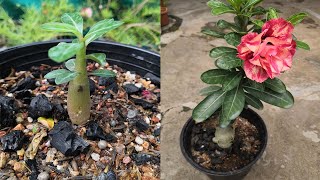 How to grow adenium fast  Speed up adenium growth proven methods for faster results [upl. by Ansel552]