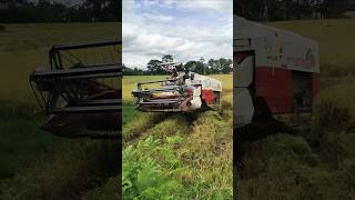 KOMBI SAWAH BIMO 102SS eps 116 short shortvideo kombisawah kubota [upl. by Caritta]