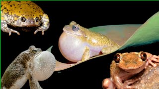 1 Frog call compilation the last one is the best Amphibians vocalizing  frog sounds [upl. by Adlesirc]