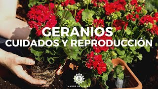 Como Podar Y Reproducir GERANIOS De La Forma Mas Efectiva Geranios cuidados 🪴🌸✂️ [upl. by Tidwell]