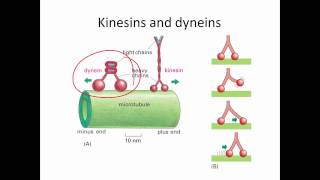 Cell Lab Microtubule Based Motility [upl. by Onirefes836]