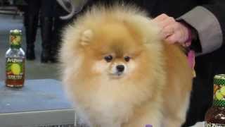 Pomeranian getting poofed at Westminster Dog Show [upl. by Julianne]