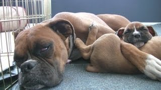 Sleepy 6 Week Old Boxer Puppies [upl. by Algie74]