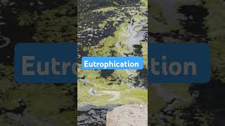 Eutrophication eutrophication algae savewater waterbodies environmentalawareness shorts yt [upl. by Emmery]