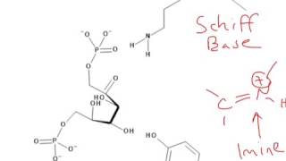 CHEM 407  Glycolysis  4  Aldolase Mechanism [upl. by Scrivenor]