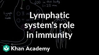 The lymphatic systems role in immunity  Lymphatic system physiology  NCLEXRN  Khan Academy [upl. by Ecydnak597]