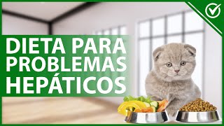 🐈 ¿Cómo ALIMENTAR a un gato que tiene PROBLEMAS HEPÁTICOS  Dieta específica 🍗🐈 [upl. by Krenn]