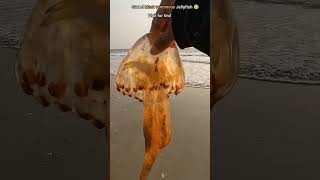 Saved most Venomous jellyfish from fish and Wildlife shorts Anshikalove8427 fishing [upl. by Hanan]