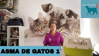 ASMA DE GATOS 1 😿Síntomas y Tratamiento [upl. by Nihsfa]