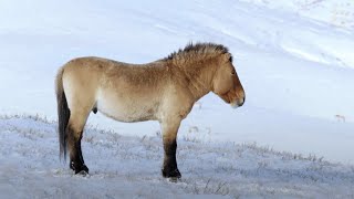 Gli ultimi veri cavalli selvaggi della terra i cavalli di Przewalski [upl. by Wickman]