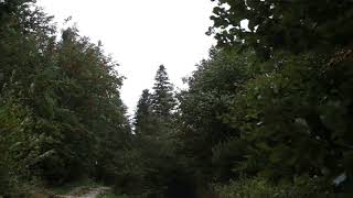 Wind Blowing Through Forest with Light Rain 1 Hour  Wind Sound Relaxation [upl. by Merari542]