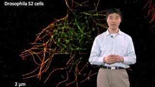 Microscopy SuperResolution Localization Microscopy Bo Huang [upl. by Edyaw]