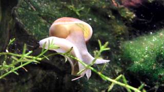 Spitzhornschlammschnecke Lymnaea stagnalis wwwwp3dde [upl. by Faux]