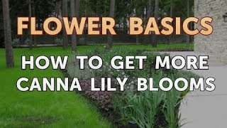 How to Get More Canna Lily Blooms [upl. by Nivrae]