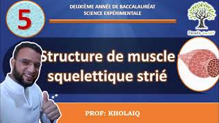 la structure du muscle squelettique strié [upl. by Gombosi]