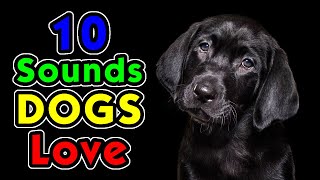 10 Sounds Dogs Love To Hear the Most [upl. by Assilim]