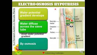 Biology STPM Translocation Hypothesis Electroosmosis Cytoplasmic Streaming amp Peristaltic Wave [upl. by Dodds724]