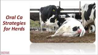 Cows and their calcium March 2014 Hoards Dairyman webinar [upl. by Sandro]