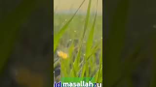 আল্লাহর কত অপরুপ সৃষ্টি happymoment happylife vairalshort [upl. by Aneez]