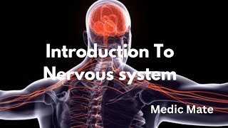 Nervous system  Brain  Spinal Cord  Central and Peripheral Nervous system  In Hindi [upl. by Tamanaha]