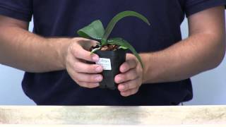 Orchid Care 101  How to Water Phalaenopsis Orchids [upl. by Yesoj]