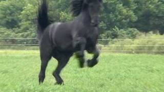 FPS Approved Friesian Stallion Sipke 450 [upl. by Hermie]