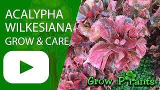 Acalypha wilkesiana  grow amp care Flamengueira [upl. by Catrina]