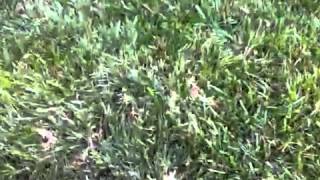 How to remove Bermuda Grass from Tall Fescue [upl. by Eldreeda]