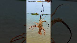 Lobster Rescue The Incredible Journey of a Saved Lobster 🦞saveing fishing [upl. by Acissaj591]