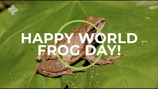 Happy World Frog Day [upl. by Gerdy]