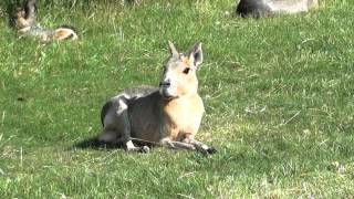 Patagonian Mara  Large Rodent [upl. by Sev]