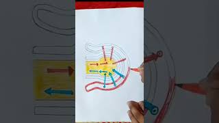 How to draw gaseous exchange in alveoli Simple diagram of alveoli step by step alveoli diagram [upl. by Ninnette998]