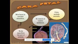 Placenta y membranas fetales [upl. by Ajna]