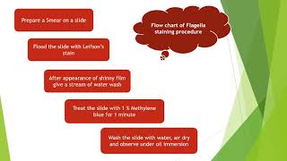 Flagella staining by Leifsons Method  Microbiology with Sumi [upl. by Orson]