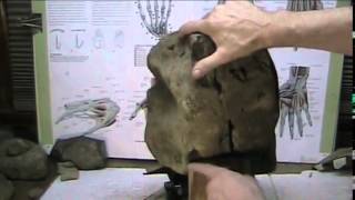 Mud Fossil Autopsy apparent Giant Human others DNA tested 100 human [upl. by Nabla]