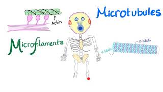 Microfilaments Microtubules and Intermediate filaments  Cytoskeleton  Anatomy and Physiology [upl. by Phare634]