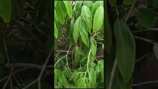 JABUTICABA AZUL Myrciaria vexator produzindo em vaso começa produzir com 5 anos [upl. by Allehcim]