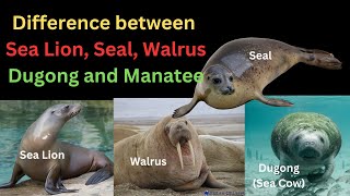 Difference between Sea lion Seal Walrus Dugong Sea Cow and Manatee  All Confusion Cleared [upl. by Middlesworth114]